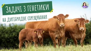 Розв'язування типових генетичних задач (дигібридне схрещування)