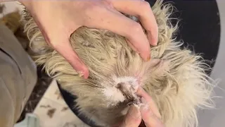 Schnauzer Puppy Ear Cleaning | Puppy Grooming | Dog Grooming