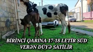 BİRİNCİ QARINA 17-18 LETİR SÜD VERƏN DÜYƏ SATİLDI