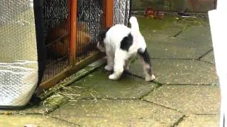 Wire Fox Pup meets Guinea Pig