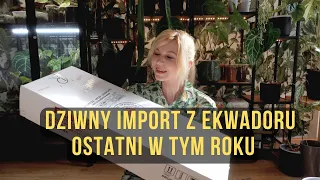 Dziwny import z Ekwadoru - tego zamówienia miało nie być, ale przeglądałam rośliny w nocy ;)