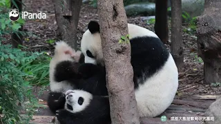 Как мама-панда заботится о своем ребенке |CCTV Русский