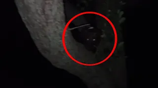 Mysterious creature caught on camera behind a tree