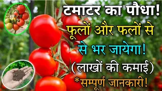 Tomatoes grow fast and have many fruits if you grow this method | Growing tomatoes from seeds#tomato