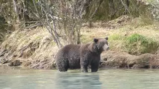 Bear Fishing at Crescent Lake, AK