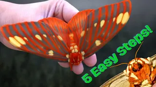 Royal Walnut Moth / Regal Moth - 5 EASY STEPS to BREED THEM! [Citheronia regalis]