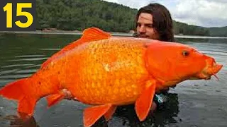 15 BIGGEST FISH Ever Seen