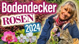 WIE Bodendecker ROSEN gegen Unkraut helfen im GARTEN 🌹 +Stauden, Clematis🌸 Einige könnten "kriechen"