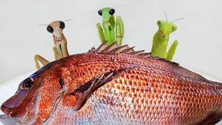 I Gave a Raw Fish to Praying Mantises! World's First Mantis' Red Seabream Sashimi Mukbang.