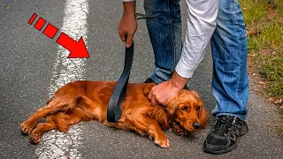 The dog endured the owner’s bullying for a long time, but one day something terrible happened!