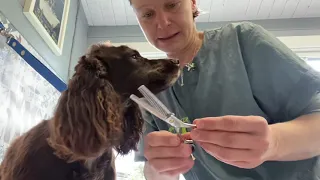 How to easily handstrip the head on setters and spaniels