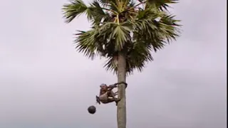 Uses for a Palm Tree | Ray Mears World of Survival | BBC Studios