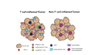 Deciphering Immuno-oncology: Targeting Innate Immunity in Cancer