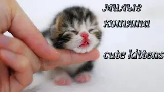 МИЛЫЕ  КОТИКИ. 🐱❤. МИ ми ми .cute kittens/Котики и милые котята) Самое милое видео в мире