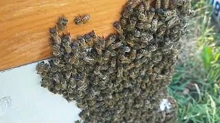 Wet HOT Stinger Bees-06/13/2022