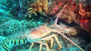 Marine Life VLog - Caribbean Spiny Lobster - MATING