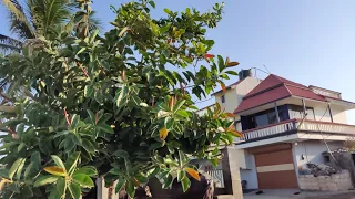 Our farmhouse. morning village life vlog... real morning beauty of village life