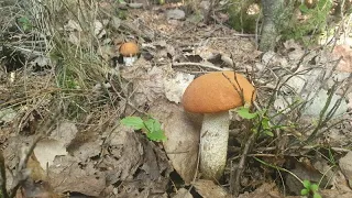 Houby 16.9.2023 -  Křemeňáci a další houby, roste to ? 🍄🌲🌳