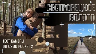 vlog 20 Сестрорецкое болото с DJI Osmo pocket 2 (первый тест)