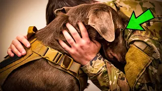 Veteran stops at nothing to adopt military dog who saved his life multiple times