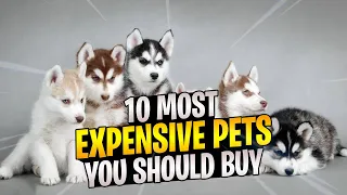 Most Expensive Pets You Can Buy