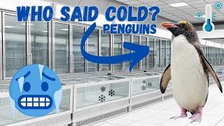 This Is The Reason Why PENGUINS can withstand EXTREME COLD 🐧❄❄