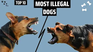 The 10 Most Illegal Dog Breeds in The World