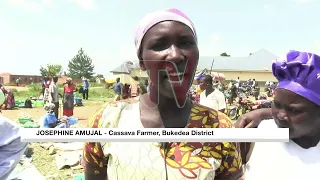 Cassava farmers in Teso region decry falling prices