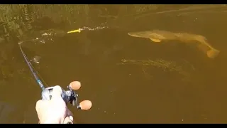 most IMPRESSIVE fish attack on the SURFACE 2021