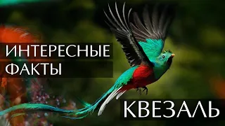 Квезаль (квезал, кетсаль) - интересные факты