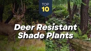 10 Deer Resistant Shade Plants for Your Garden -🌿🦌 Flowers and Shrubs