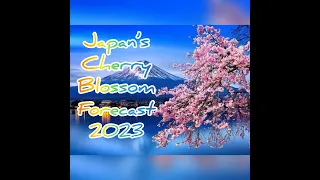 2023 Cherry Blossom Forecast: Where to See Japan's Most Beautiful Flowers  #shorts