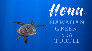 Honu - Hawaiian Green Sea Turtle