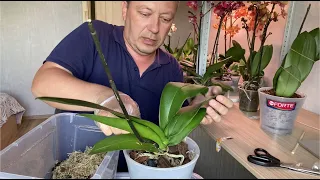 ПЕРЕСАДКА ОРХИДЕИ в магазинный готовый грунт "geolia": мох, уголь, кора для орхидей 21.05.20