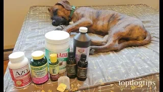 10 Essential Home Remedies for Dogs to Have at Home