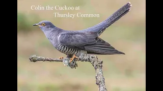 Colin the Cuckoo at Thursley Common