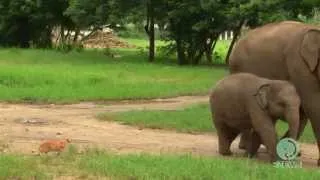 Baby elephant and a cat - ElephantNews