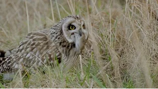 Sumpfohreule auf der Jagd