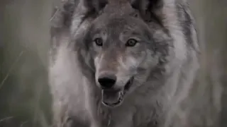 Wolves Developent into Pack Killing Animals | Lobo | The Wolf That Changed America | BBC Earth