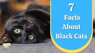 🖤 7 Interesting Facts About Black Cats 🖤