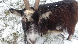 Витамины для коз зимой и значение для козлят