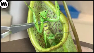 Voici Ce Qui Arrive Quand On Dépose Une Mante Religieuse Dans Une Plante Carnivore