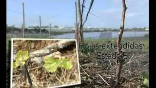 La excoriosis de la viña, Tenerife - AgroCabildo