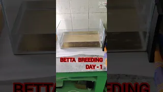 betta breeding day-1#trending#viral#bettafish#bettabreeding#kolathur#shorts