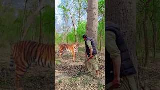 tiger attack man in forest#tiger #forest #animal #viral #shortvideo