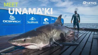 Great White shark pinged in Gulf of Mexico