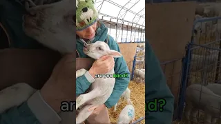 WAS OUR NEWBORN LAMB TEMPORARILY BLIND?! 😳 ...cold lamb rescue (part 9/9)