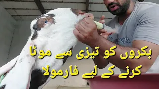 Bakro ko tezi se mota karne k lie sub se  behtreen formula | Haider's Divine Goat