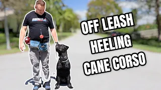 Cane Corso Puppy Off-Leash Heeling