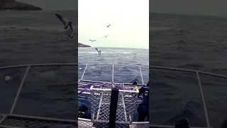 Shark Cage Dive 🦈 #australia